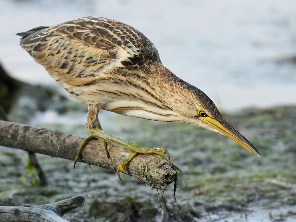 Little bittern, juvenile