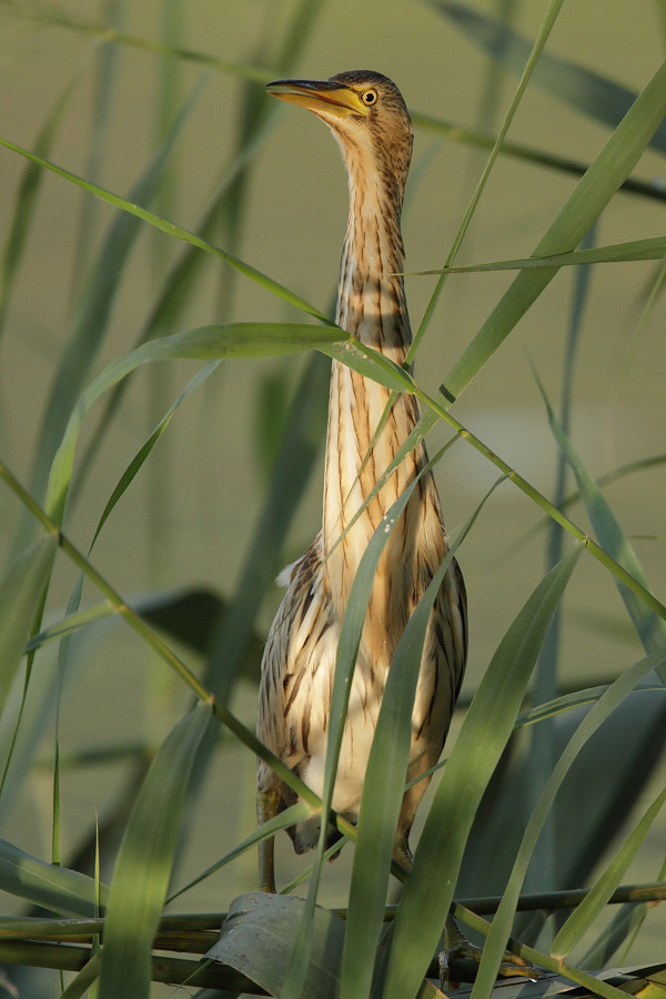 Little bittern, juvenile