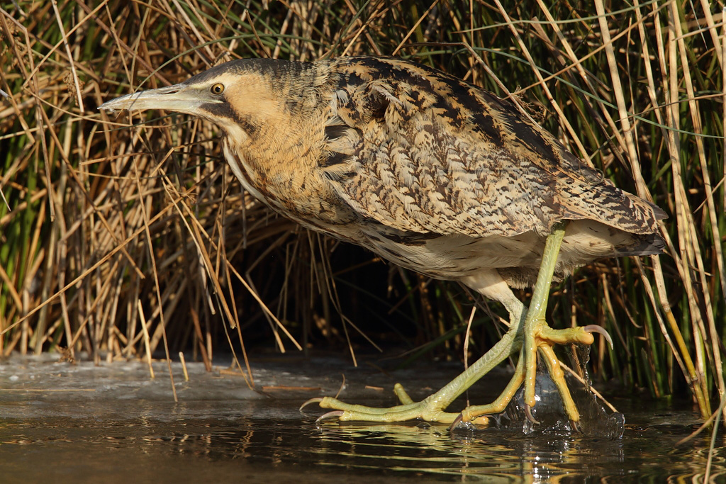 Great bittern