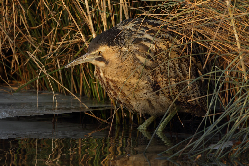 Great bittern