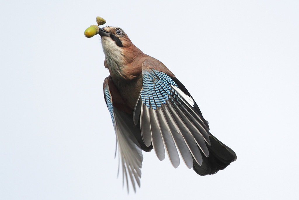 Eurasian Jay