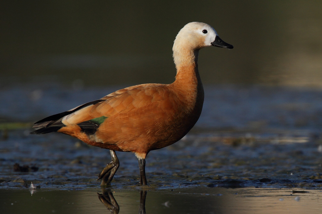 Ruddy Shelduck