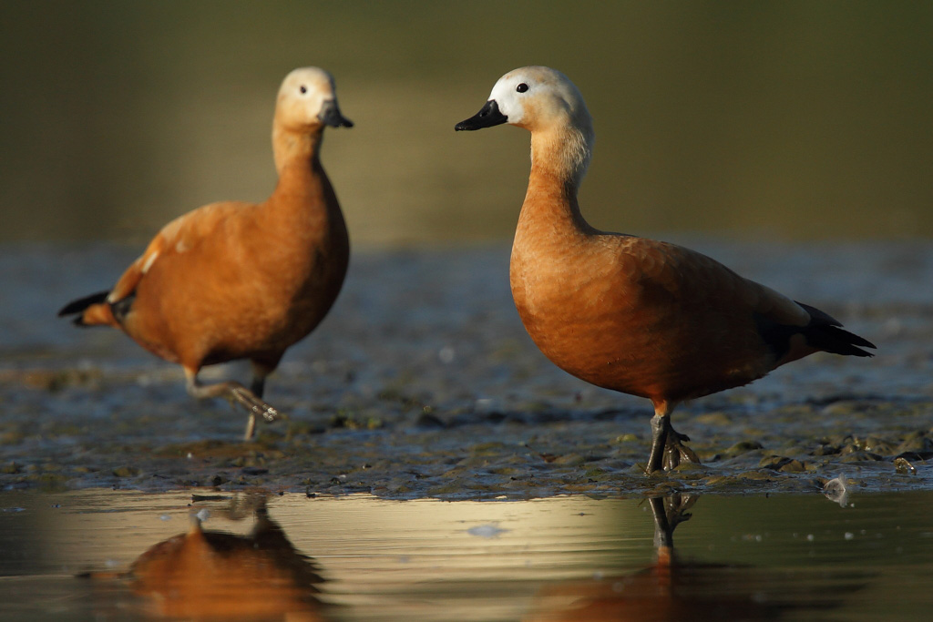 Ruddy Shelduck