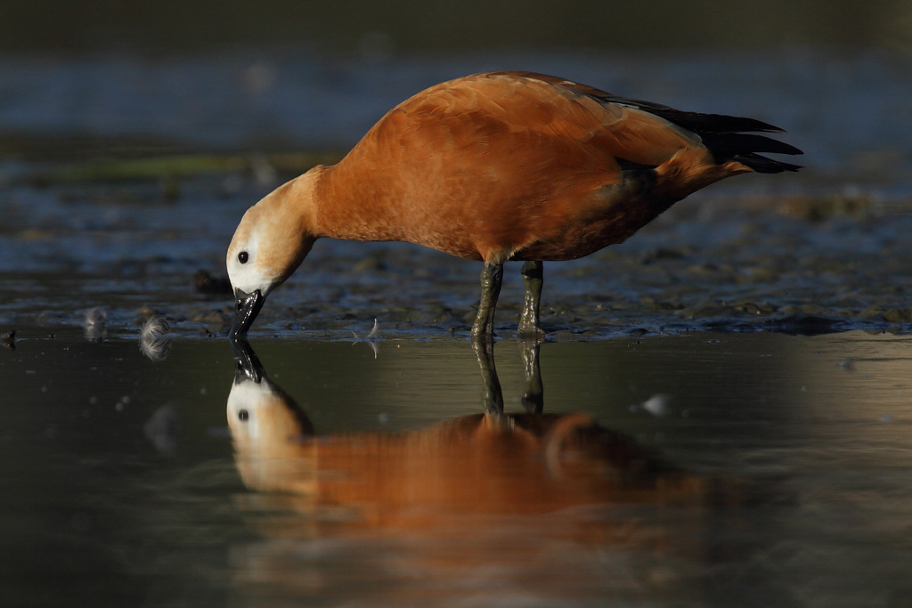 Ruddy Shelduck