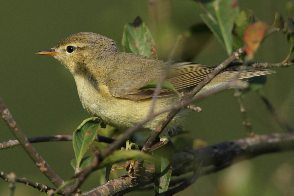 Common Chiffchaff