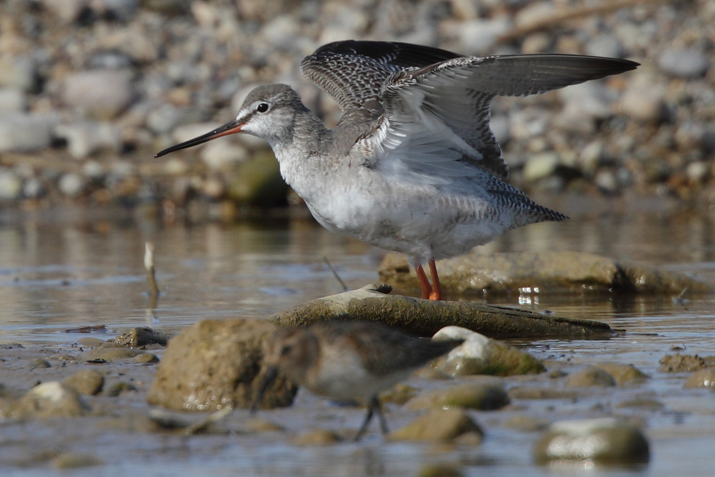 Spotted Redshank