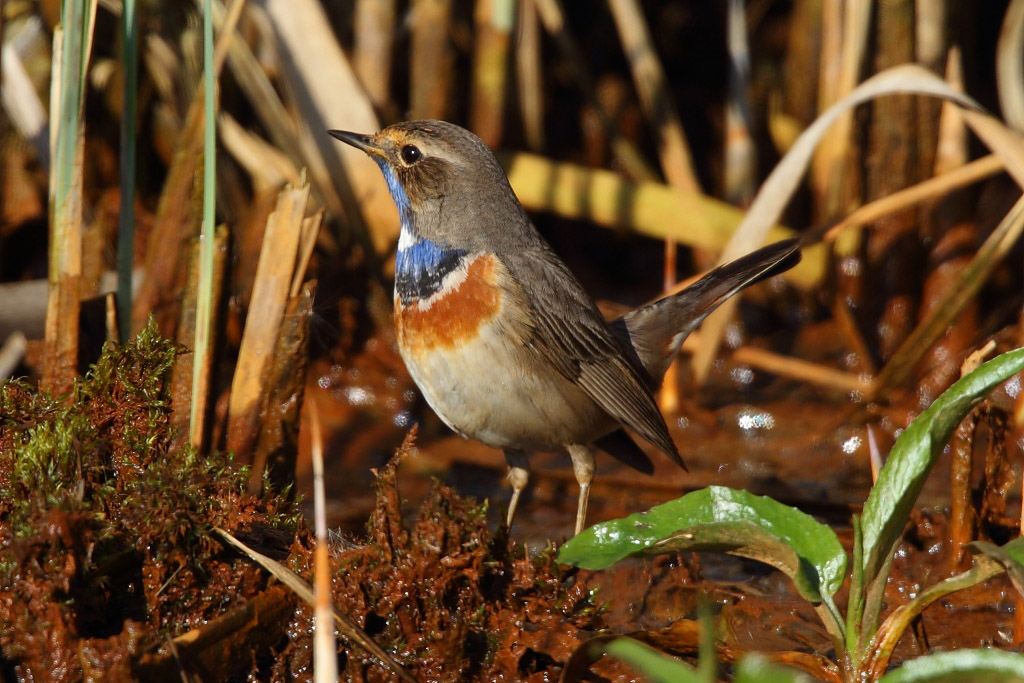 Bluethroat, male