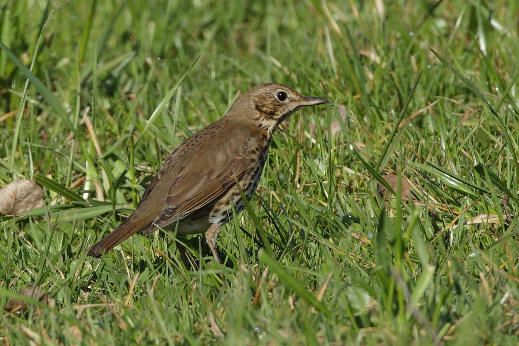 Song Thrush