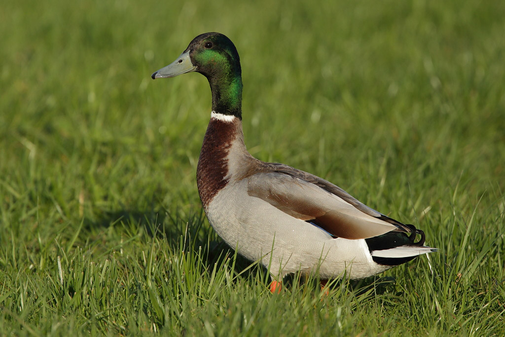 Mallard, male