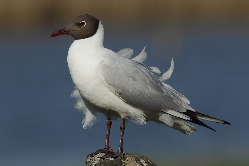 Black-headed Gull