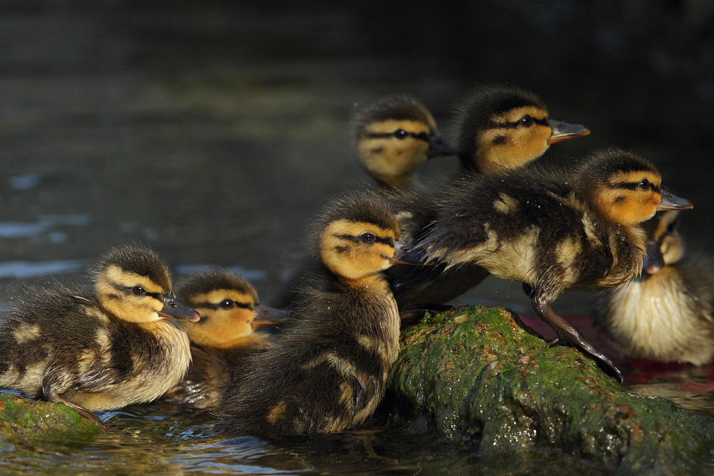 Mallard