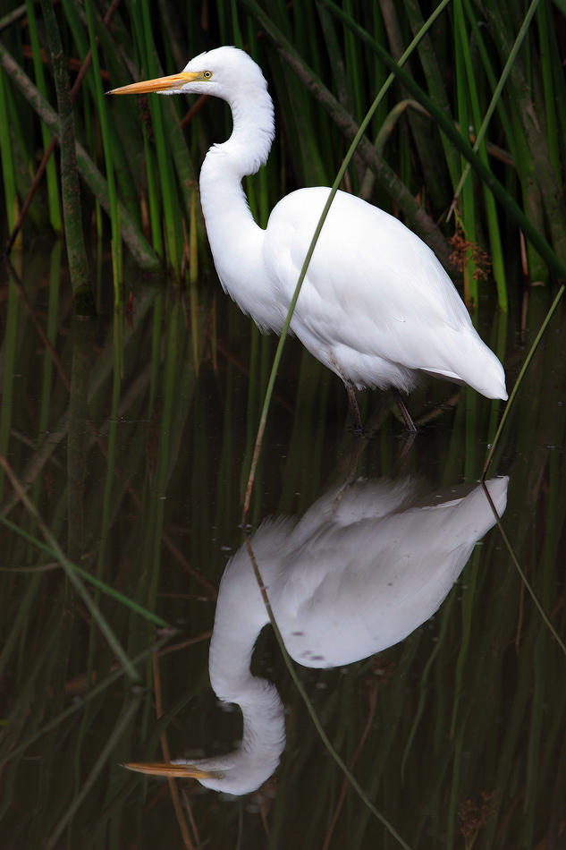 Egret