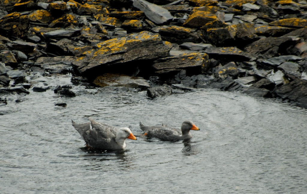 Flightless Steamerduck