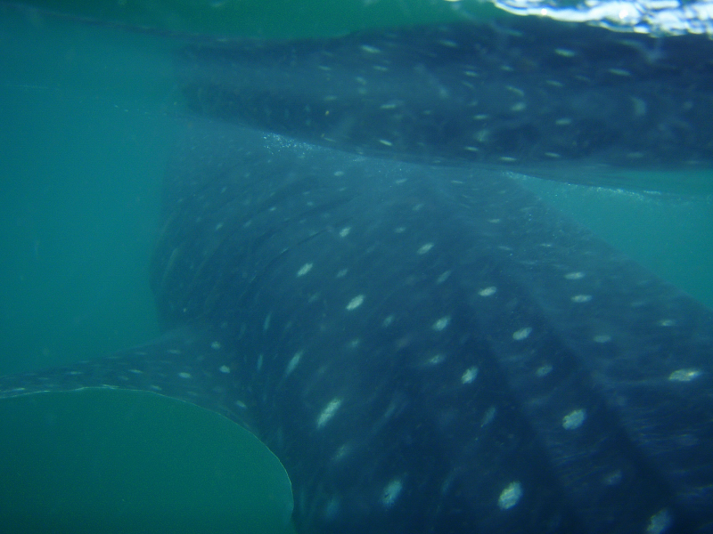 Whale Shark