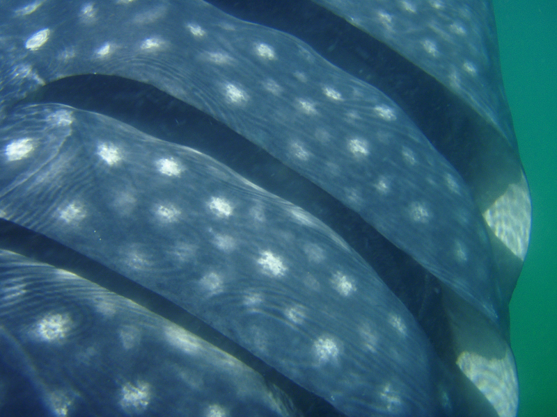  Whale Shark