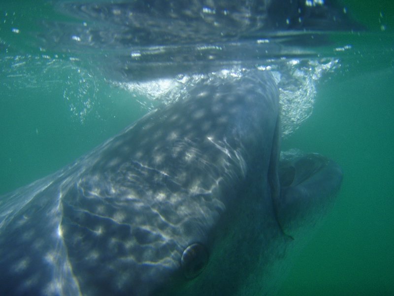  Whale Shark  ( Eve )