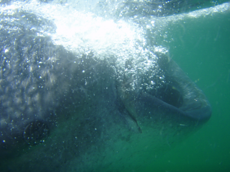  Whale Shark (  Eve  )