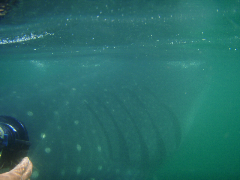  Whale Shark