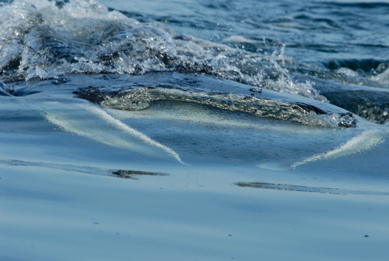  Manta Rays