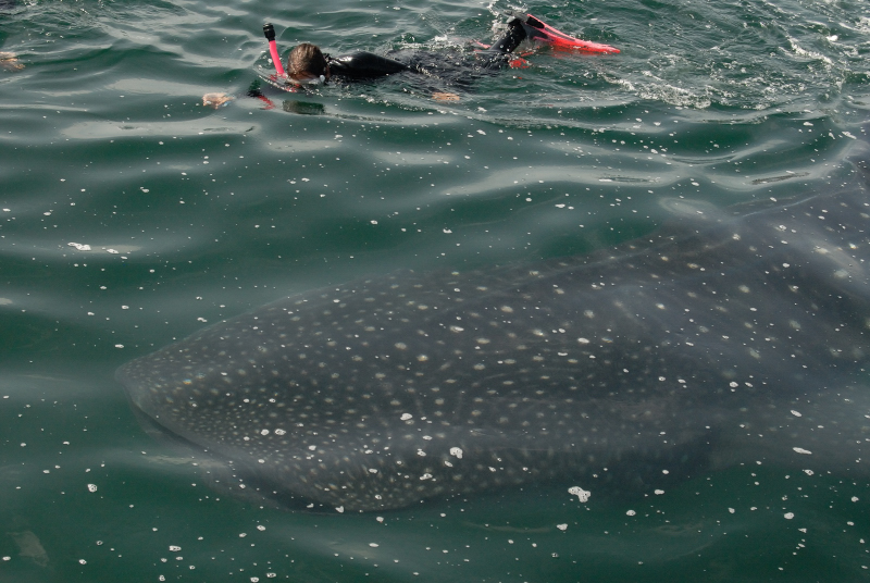 Whale Shark ( and Debbie)