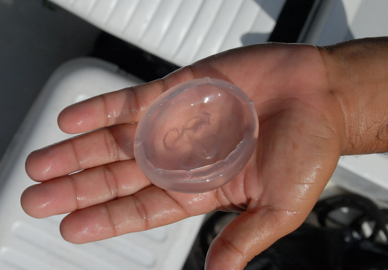  Jelly Fish