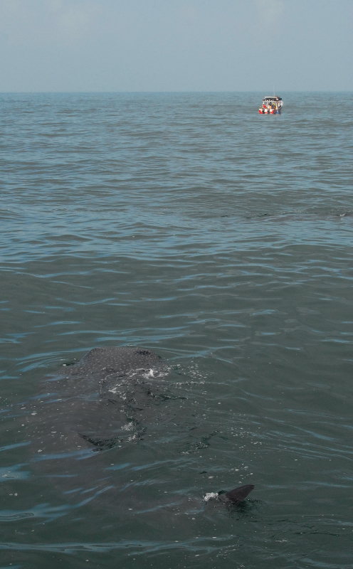  Whale Shark
