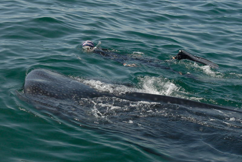  Whale Shark ( Eve and Ana )