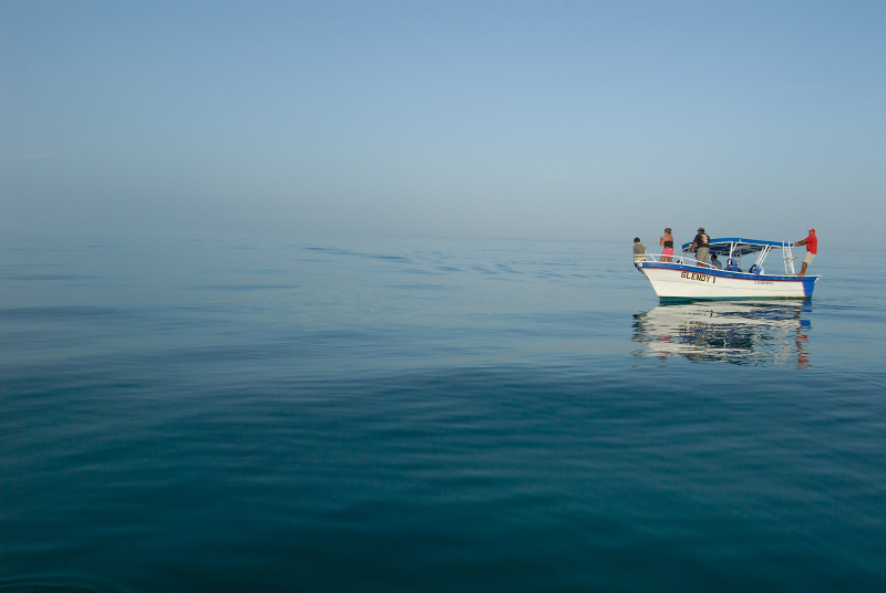 Waiting for Whale Sharks