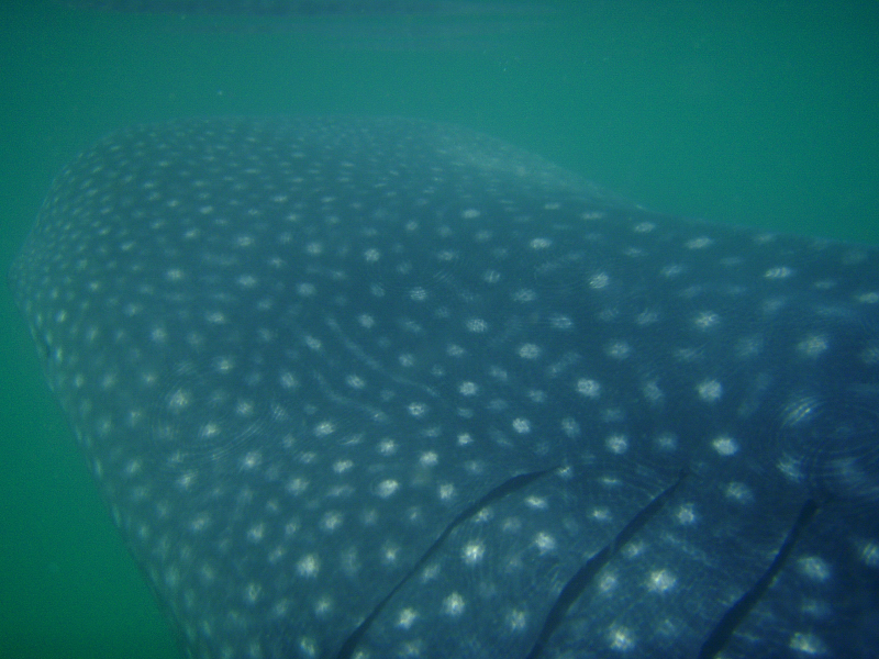   Whale Shark