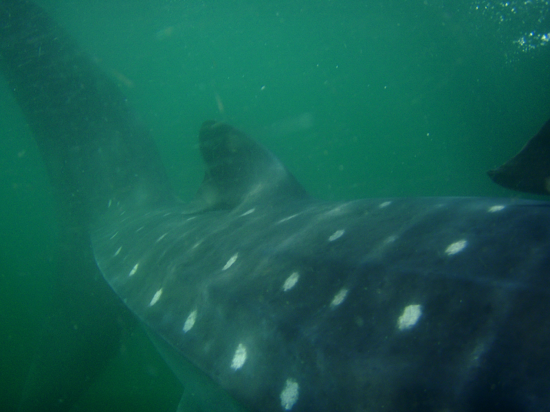   Whale Shark