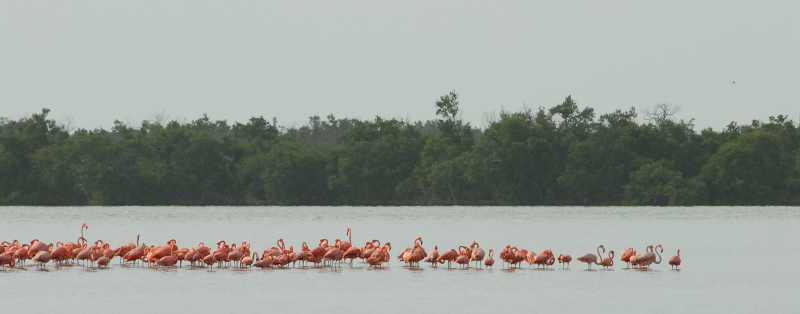 Greater Flamingo
