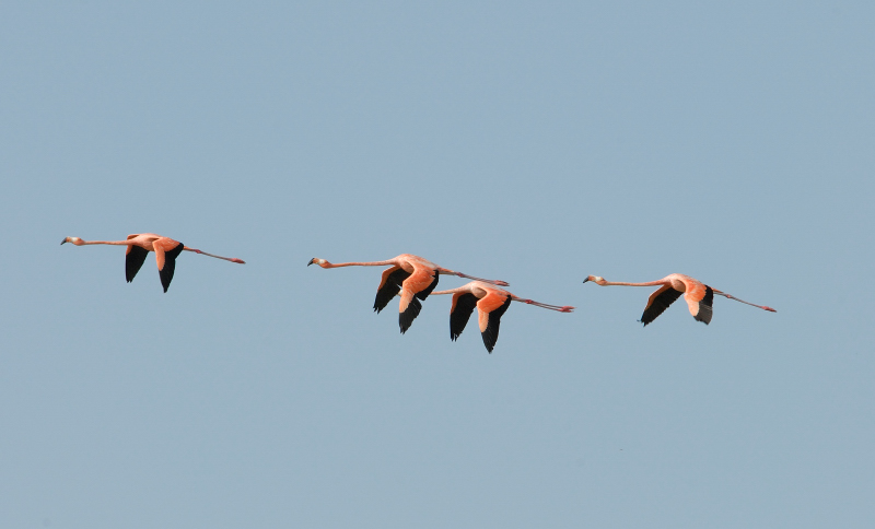 Greater  Flamingo