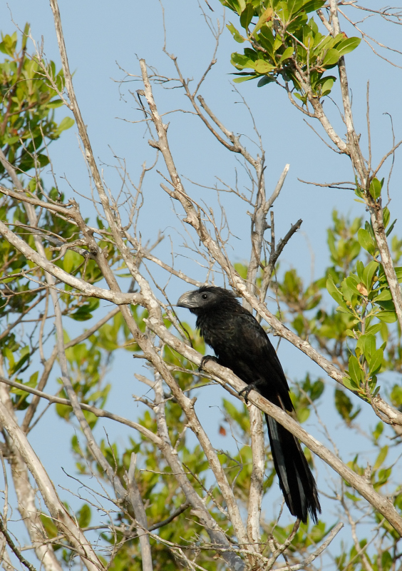  Groove-billed Ani