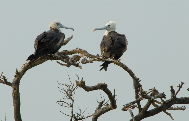 Magnificent Frigatebird