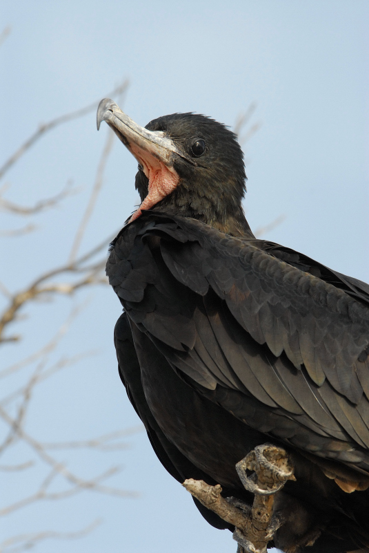 Magnificent  Frigatebird