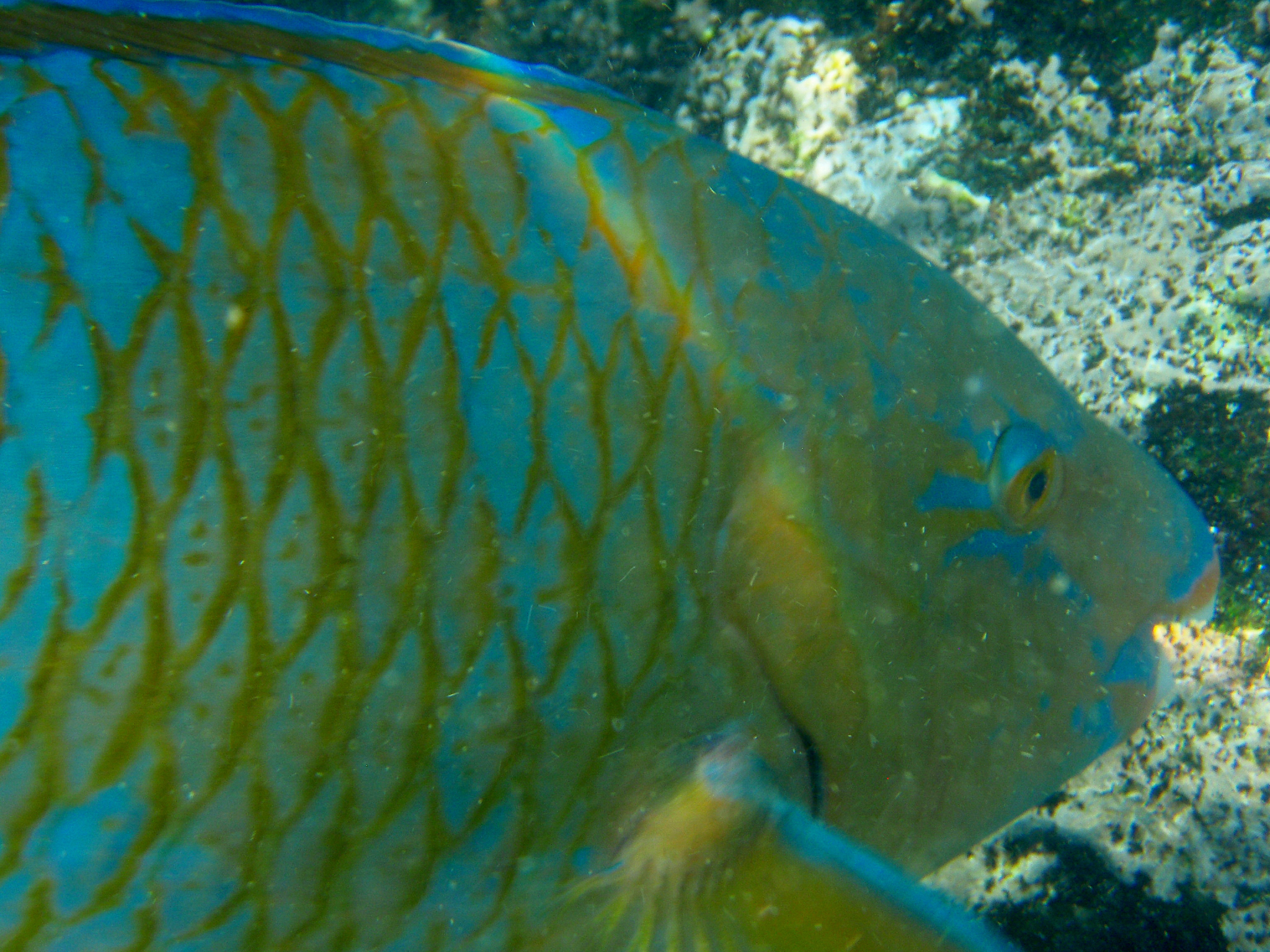 Blue Chin Parrotfish