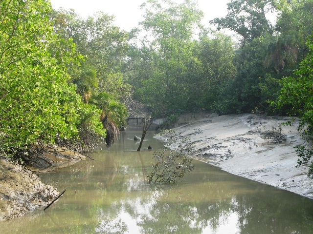 Sundarbans maze