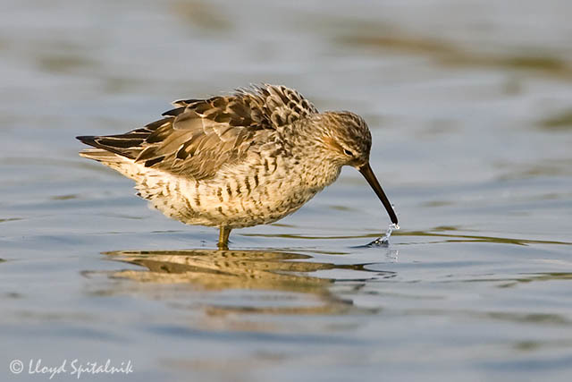 Stilt Sandpiper