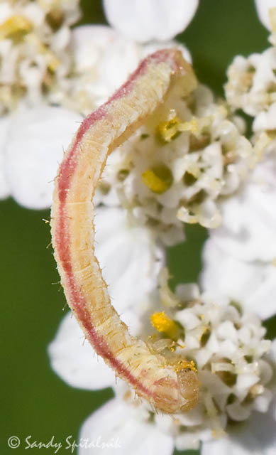 Geometrid Moth Caterpillar