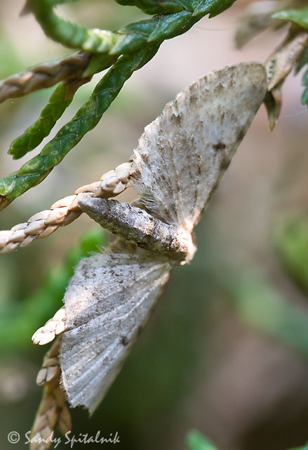 Geometrid Moth