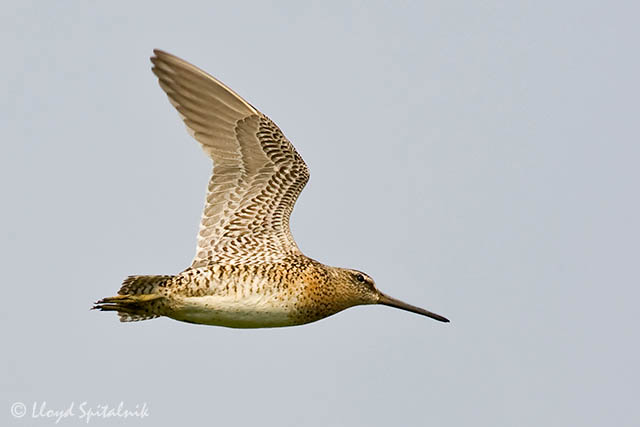 Short-billed Dowitcher