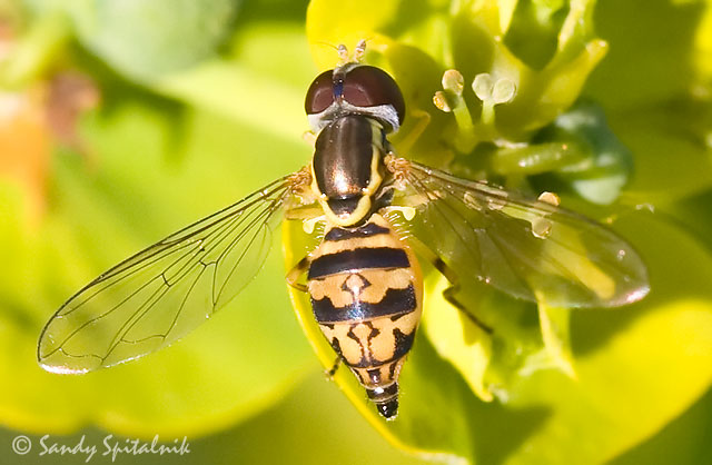 Syrphid (Flower/Hover) Fly (female)