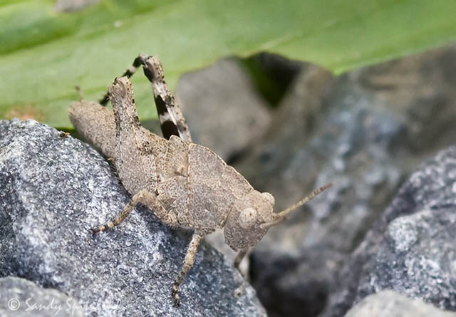 Carolina Grasshopper (4th instar)