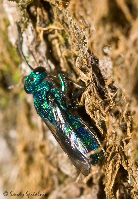 Cuckoo Wasp
