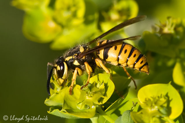 Eastern Yellowjacket (Queen)