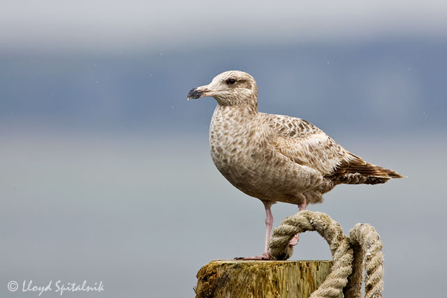 Herring Gull