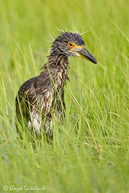 Yellow-crowned Night-Heron