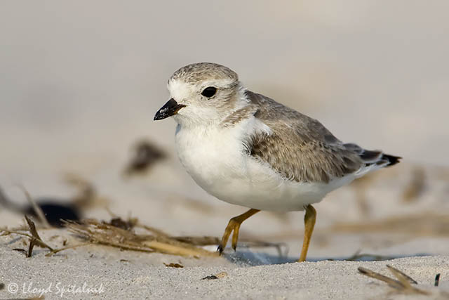 Piping Plover 