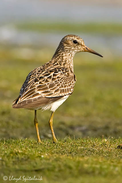 Pectoral Sandpiper