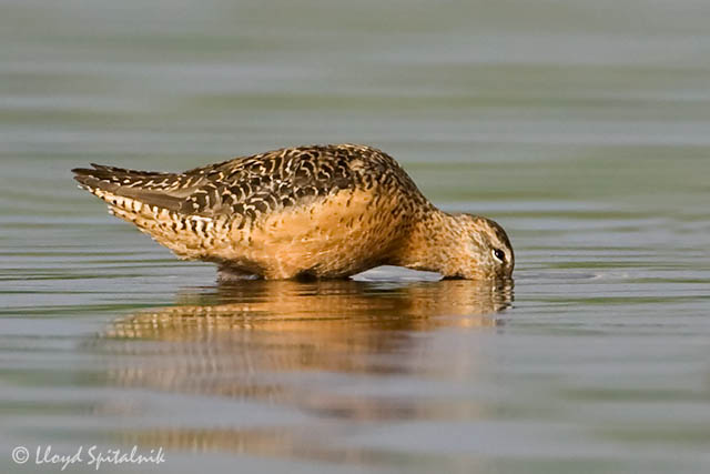Long-billed Dowitcher
